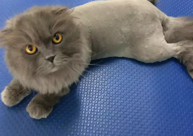 1. Снимка на Подстригване на персийски котки