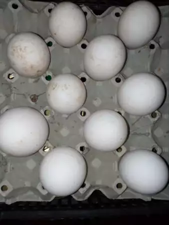 Яйца от Гъски оплодени