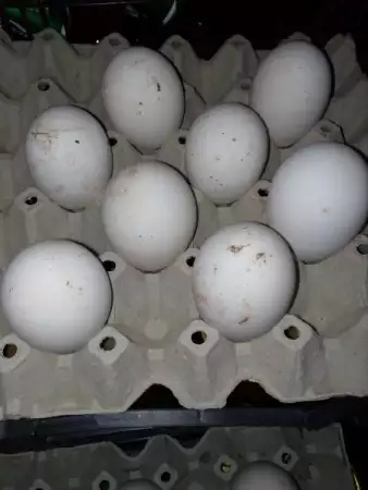 2. Снимка на Яйца от Гъски оплодени