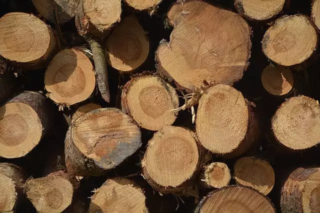 Дърва на едро от Странджа