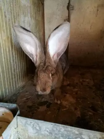 Белгийски великани Мокрище