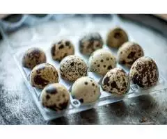 1. Снимка на Продавам оплодени яйца от бройлерни и японски пъдпъдъци