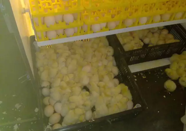 8. Снимка на Инкубатори с Автоматична влажност за птичи яйца