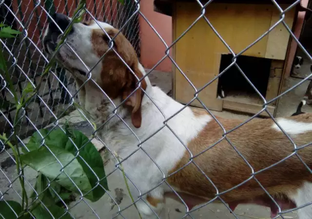 3. Снимка на Сръбско трицветно гонче и Посавско гонче - кученца