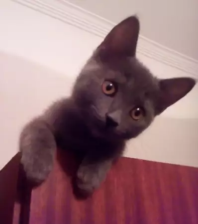 1. Снимка на Руски сини котета