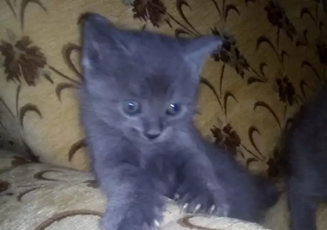 Руски сини котета