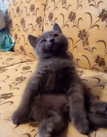 4. Снимка на Руски сини котета