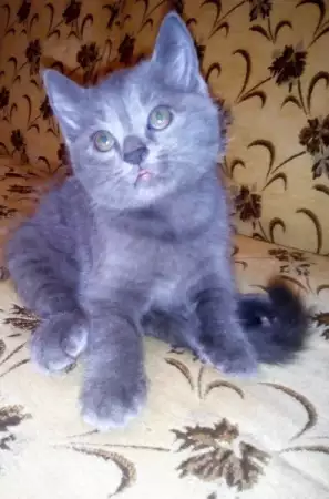5. Снимка на Руски сини котета