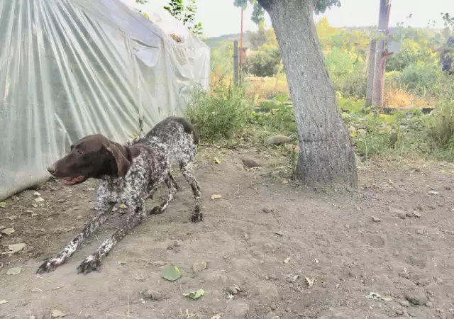 3. Снимка на Курцхаар, женски - ловно куче