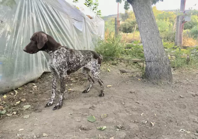 Курцхаар, женски - ловно куче