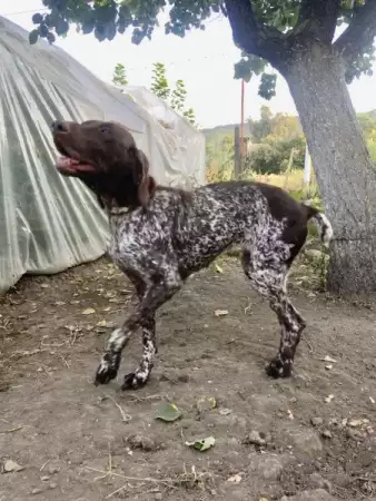 2. Снимка на Курцхаар, женски - ловно куче