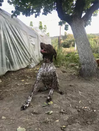 6. Снимка на Курцхаар, женски - ловно куче