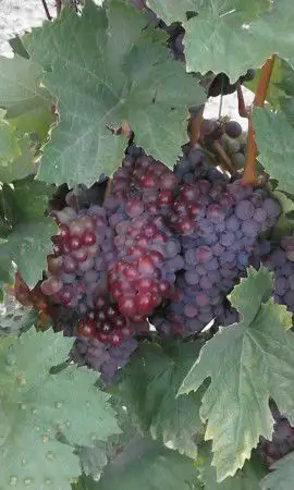 1. Снимка на Чудесни сортове грозде Мерло и Памид
