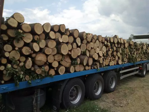 2. Снимка на дърва на едро и износ