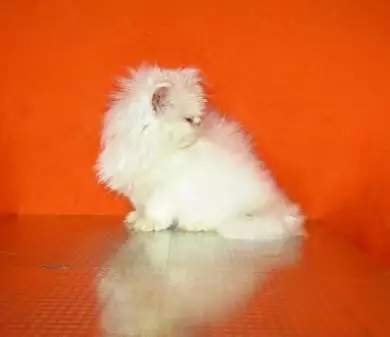 Бяло персийско коте - шоу качество
