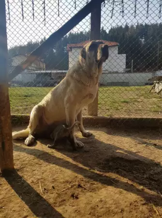 турски кангали