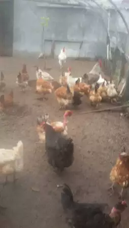 петли, кокошки и пилета