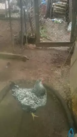 петли, кокошки и пилета