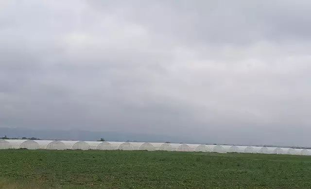 Ферми за оранжерии Асеновградски тип
