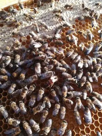 Продавам пчелни семейства