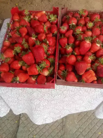 Продавам градински ягоди