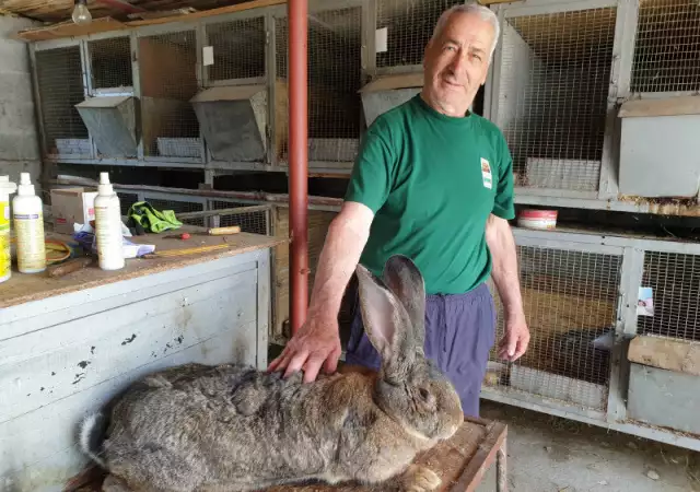 Елитни зайци от порода белгийски великани