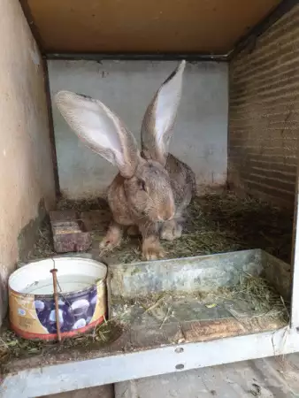 5. Снимка на Елитни зайци от порода белгийски великани