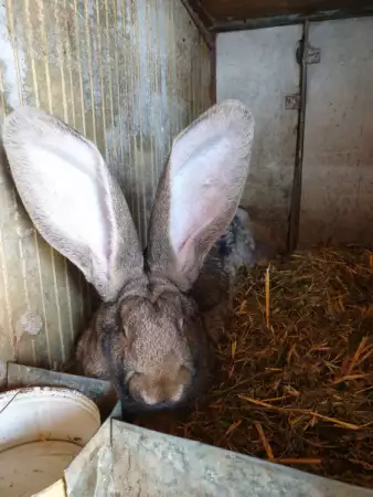 Елитни зайци от порода белгийски великани