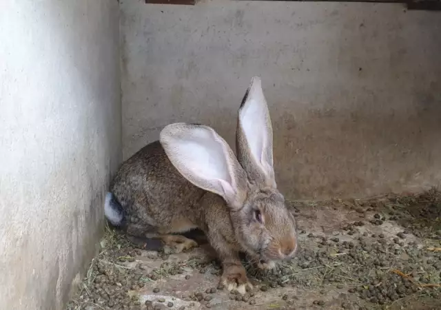 10. Снимка на Елитни зайци от порода белгийски великани