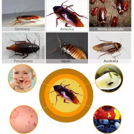 Хлебарки Най - добрият унищожител на хлебарки и мравки в свет