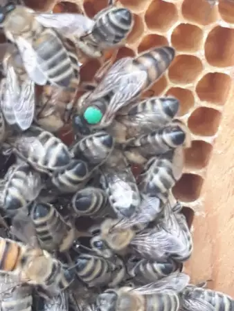 3. Снимка на Качествени пчелни майки от регистриран производител по 18 ле