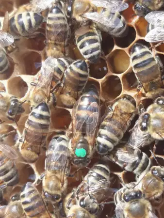 4. Снимка на Качествени пчелни майки от регистриран производител по 18 ле
