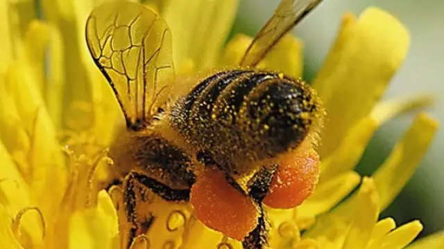 5. Снимка на Пчелни Майки