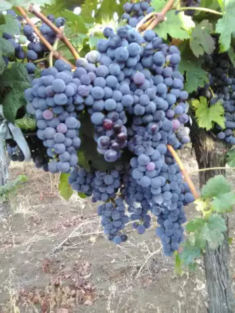 1. Снимка на Продавам грозде от регион Ивайловград