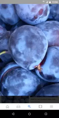 1. Снимка на Продавам сини сливи и грозде за ракия