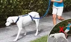 4. Снимка на Instant Trainer - иновативна хуманна каишка повод за кучета