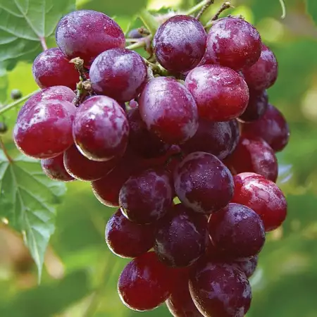 1. Снимка на Продавам първокласно грозде реколта 2019 г. - Стара Загора