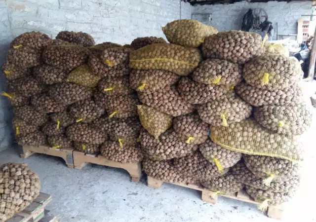 1. Снимка на купувам орехи реколта 2019 г за повече на тел: 0898417755