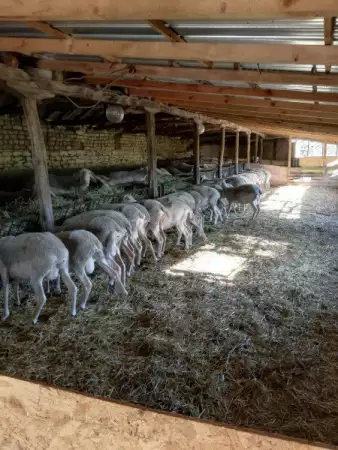 2. Снимка на Продавам чистокръвен Лакон - овце и кочове