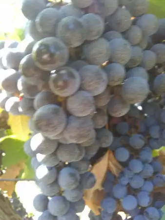 3. Снимка на Продавам грозде мерло и Каберне Совиньон собствено производс