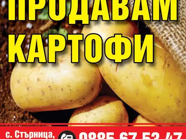 1. Снимка на Продавам картофи сорт Агрия отгледани в Родопите с.Стърница