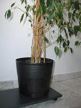2. Снимка на Ficus benjamina