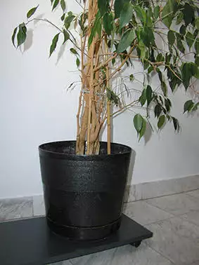 Ficus benjamina