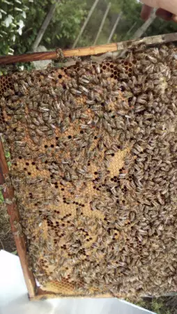 1. Снимка на приемам заявки за малки пчелни семейства (карника) отводки