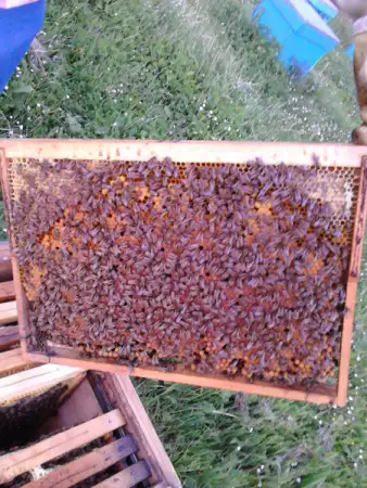 2. Снимка на приемам заявки за малки пчелни семейства (карника) отводки