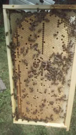 3. Снимка на приемам заявки за малки пчелни семейства (карника) отводки