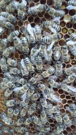 6. Снимка на приемам заявки за малки пчелни семейства (карника) отводки