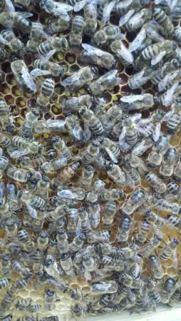 приемам заявки за малки пчелни семейства (карника) отводки