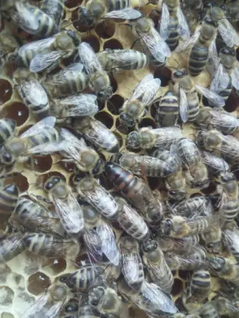 9. Снимка на приемам заявки за малки пчелни семейства (карника) отводки