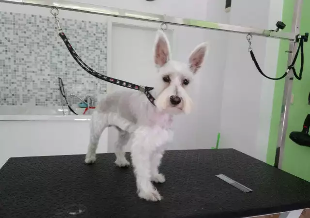 6. Снимка на Подстригване на кучета, салон Куче Нинджа
